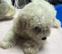 Sofie, a male Poodle - Toy  and Bichpoo for sale in Wrightsville, GA – 5 of 10