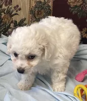 Merilyn, a  Bichon Frise for sale in Wrightsville, GA – 3 of 10