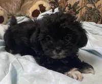 Zofia, a female Shih Tzu and Poodle - Toy  for sale in Wrightsville, GA – 7 of 9