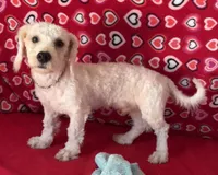 Delwin, a male Bichon Frise for sale in Wrightsville, GA – 10 of 10