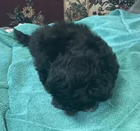 Zeno, a male Shih Tzu and Poodle - Toy  for sale in Wrightsville, GA – 7 of 10