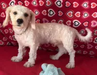Delwin, a male Bichon Frise for sale in Wrightsville, GA – 3 of 10