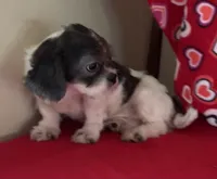 Nahum, a male Shih Tzu for sale in Wrightsville, GA – 10 of 10