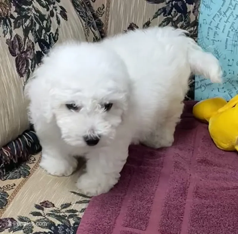 Dawson – Bichon Frise puppy for sale in Wrightsville, GA