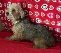 Gideon, a male Yorkipoo for sale in Wrightsville, GA – 5 of 10