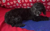 Zuma, a female Shih Tzu and Poodle - Toy  for sale in Wrightsville, GA – 4 of 10