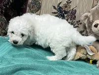 Delwin, a male Bichon Frise for sale in Wrightsville, GA – 6 of 10
