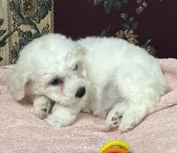 Dalila, a female Bichon Frise for sale in Wrightsville, GA – 5 of 10