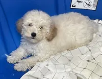 Milton, a male Poodle - Toy  for sale in Wrightsville, GA – 8 of 10