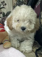 Mimi, a male Poodle - Toy  for sale in Wrightsville, GA – 6 of 10