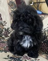 Zuma, a female Shih Tzu and Poodle - Toy  for sale in Wrightsville, GA – 7 of 10