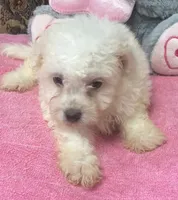 Tania, a female Bichon Frise for sale in Wrightsville, GA – 1 of 10