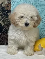 Milton, a male Poodle - Toy  for sale in Wrightsville, GA – 3 of 10
