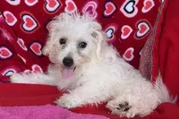 Merilyn, a female Bichon Frise for sale in Wrightsville, GA – 10 of 10