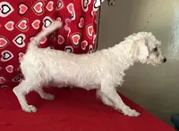Merilyn, a female Bichon Frise for sale in Wrightsville, GA – 3 of 8