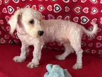 Delwin, a male Bichon Frise for sale in Wrightsville, GA – 9 of 10
