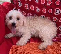 Leon, a male Poodle - Toy  for sale in Wrightsville, GA – Photo 8 of 10