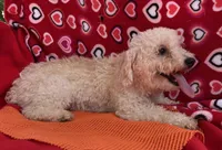 Leon, a male Poodle - Toy  for sale in Wrightsville, GA – Photo 7 of 10