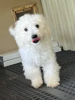 Leon, a male Poodle - Toy  for sale in Wrightsville, GA – Photo 2 of 10