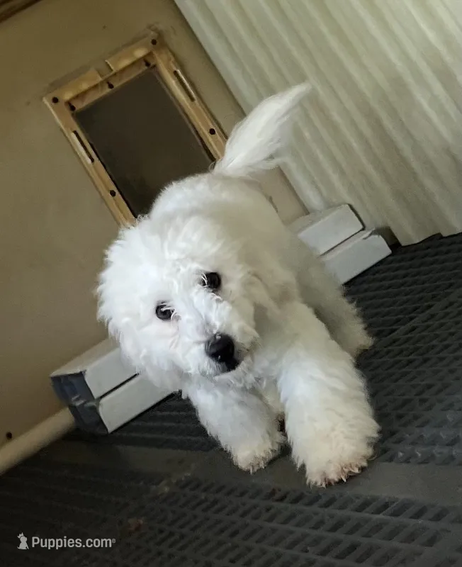 Leon, a male Poodle - Toy  for sale in Wrightsville, GA – Photo 1 of 10