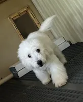 Leon, a male Poodle - Toy  for sale in Wrightsville, GA – Photo 1 of 10
