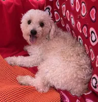 Leon, a male Poodle - Toy  for sale in Wrightsville, GA – Photo 4 of 10