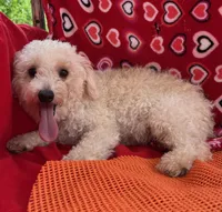 Leon, a male Poodle - Toy  for sale in Wrightsville, GA – Photo 10 of 10