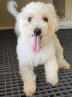 Leon, a male Poodle - Toy  for sale in Wrightsville, GA – Photo 5 of 10