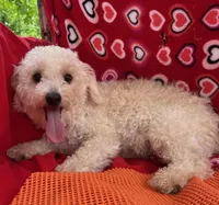 Leon, a male Poodle - Toy  for sale in Wrightsville, GA – Photo 9 of 10