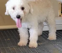 Leon, a male Poodle - Toy  for sale in Wrightsville, GA – Photo 3 of 10