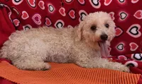 Leon, a male Poodle - Toy  for sale in Wrightsville, GA – Photo 6 of 10