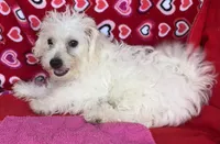 Merilyn, a female Bichon Frise for sale in Wrightsville, GA – 8 of 10
