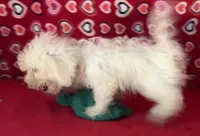 Tuan, a male Bichon Frise for sale in Wrightsville, GA – 2 of 10