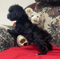 Cyrano, a male Yorkshire Terrier and Poodle - Toy  for sale in Wrightsville, GA – 10 of 10