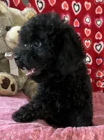 Idra, a female Poodle - Toy  for sale in Wrightsville, GA – 2 of 10