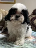 Elisha, a male Shih Tzu for sale in Wrightsville, GA – 1 of 10