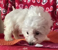 Claire, a female Bichon Frise and Shihpoo for sale in Wrightsville, GA – 8 of 8