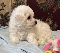 Merilyn, a  Bichon Frise for sale in Wrightsville, GA – 6 of 10