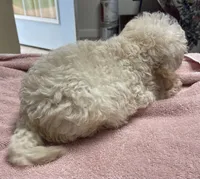 Stormy, a male Poodle - Toy  and Bichpoo for sale in Wrightsville, GA – 8 of 10
