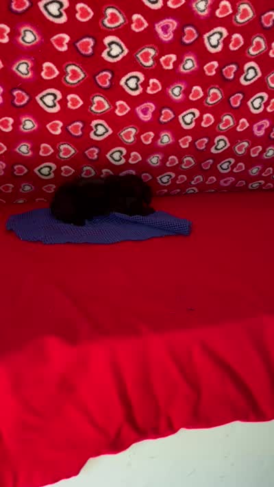 Wylie, a female Poodle - Toy  for sale in Wrightsville, GA – 10 of 10