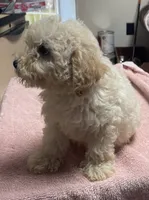 Stormy, a male Poodle - Toy  and Bichpoo for sale in Wrightsville, GA – 5 of 10