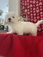Milan, a male Bichon Frise for sale in Wrightsville, GA – 6 of 10