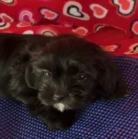 Jay, a male Shih Tzu for sale in Wrightsville, GA – 7 of 8
