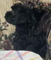 Corette, a female Yorkshire Terrier and Poodle - Toy  for sale in Wrightsville, GA – 6 of 10