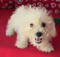 Tuan, a male Bichon Frise for sale in Wrightsville, GA – 4 of 10