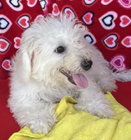 Milan, a male Bichon Frise for sale in Wrightsville, GA – 6 of 9