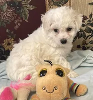 Merilyn, a  Bichon Frise for sale in Wrightsville, GA – 7 of 10
