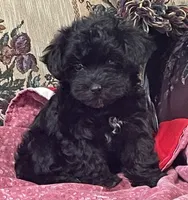 Corlyn, a female Yorkshire Terrier and Poodle - Toy  for sale in Wrightsville, GA – 1 of 10