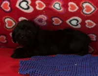 Wylie, a female Poodle - Toy  for sale in Wrightsville, GA – 6 of 10