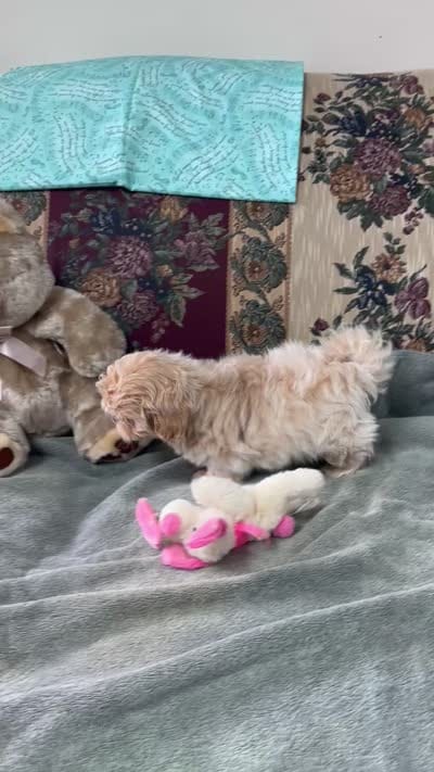 Omora, a female Shihpoo and Shih Tzu for sale in Wrightsville, GA – 10 of 10